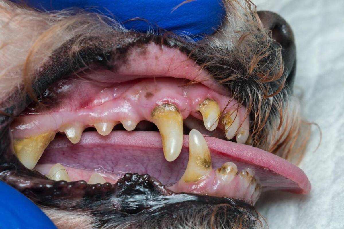 Close-up view of a dog's open mouth showing dirty teeth and gums, held open by a blue gloved hand.