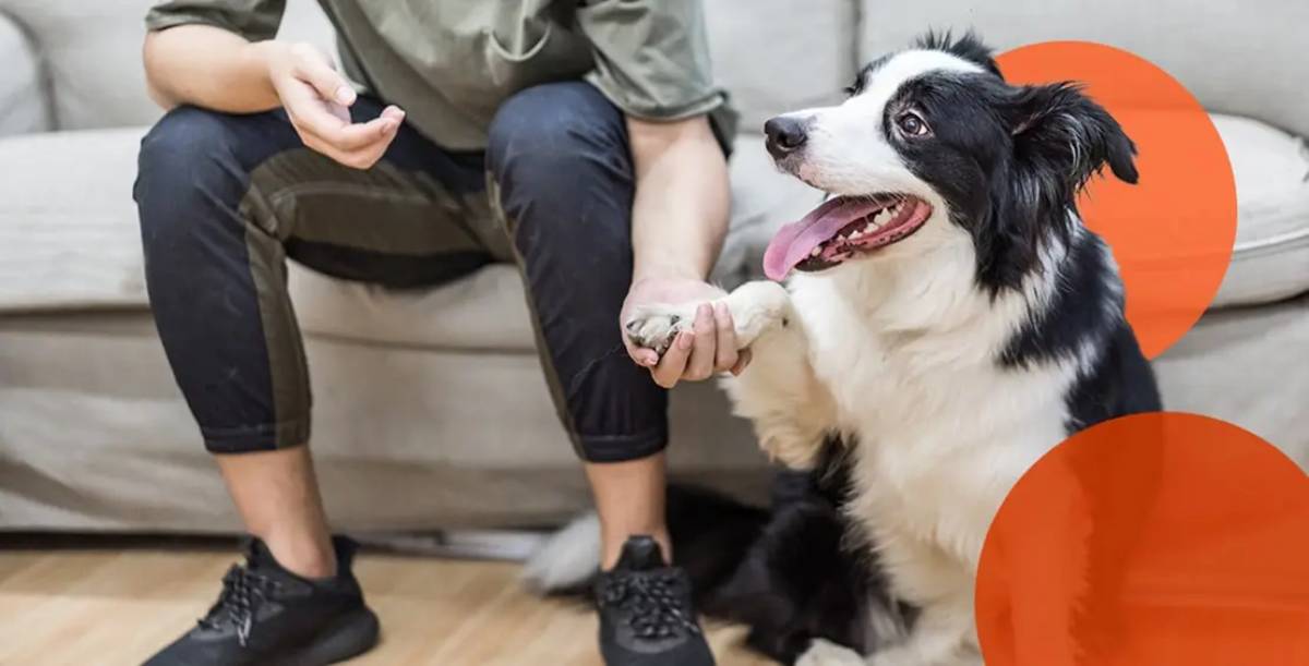 A person holds a paw of a happy Border Collie sitting on a couch.