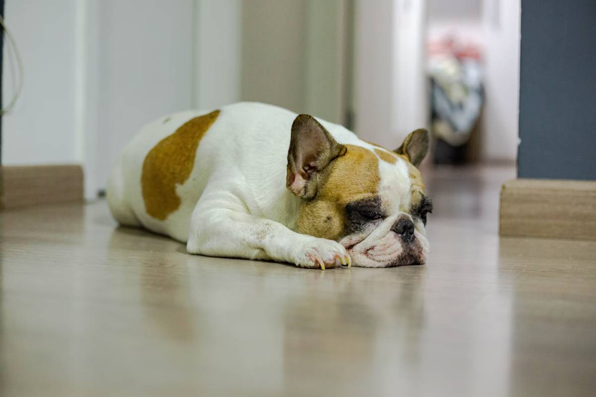 A white and brown bulldog sleeping on a hallway floor.