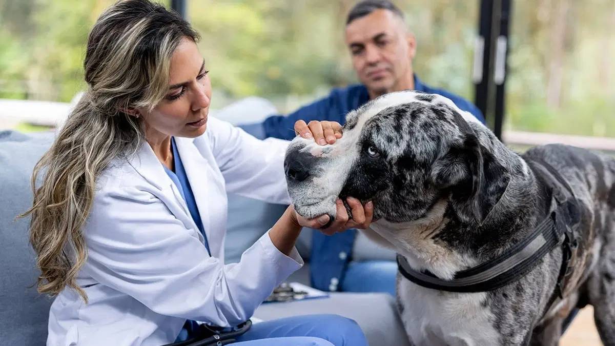 A veterinarian examines a large dog's ear while a man watches in the background.