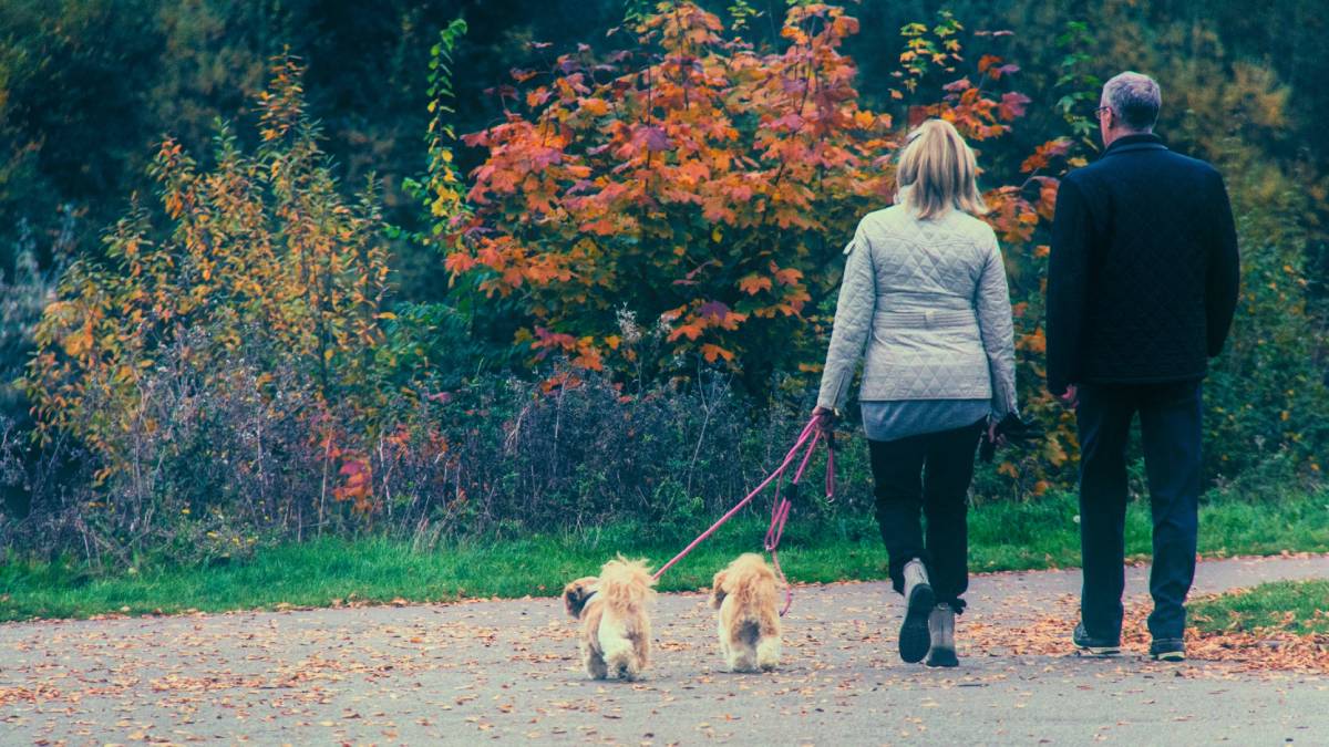 A couple walks their two small dogs on a path lined with colorful autumn trees.