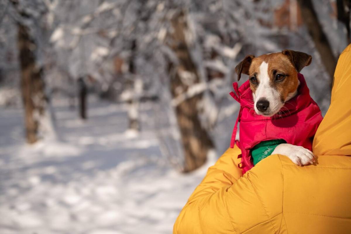 A dog in a pink jacket sitting cozily in a person's arms, surrounded by a snowy landscape.