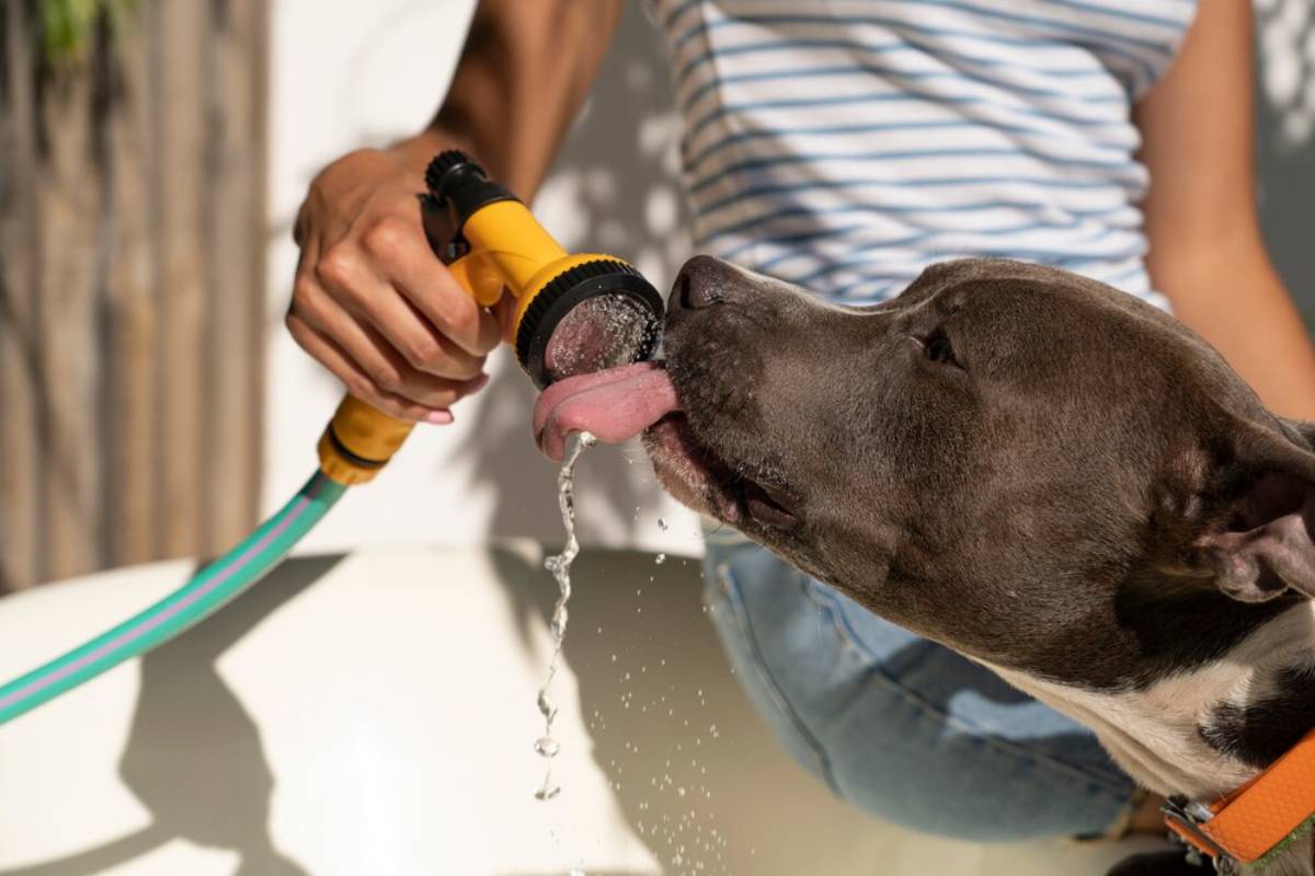 A gray dog drinks water from a hose held by a person in a striped top.