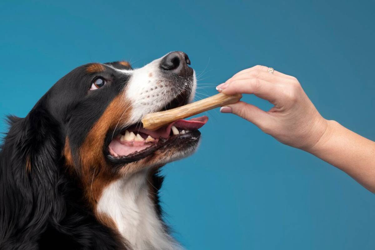 A Bernese Mountain Dog receiving a bone treat from a person's hand against a blue background.