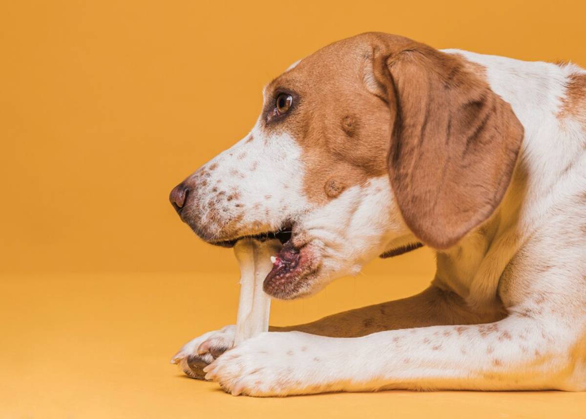 Brown and white dog chewing on a bone against a yellow background.