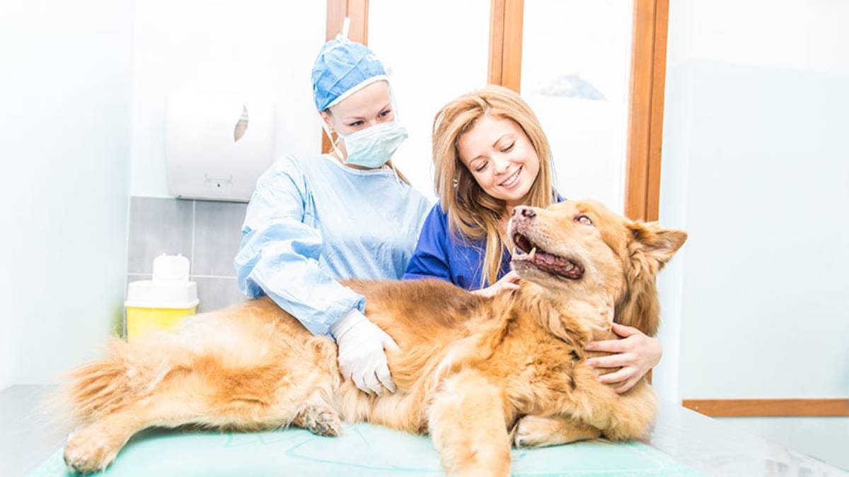 A veterinarian and a woman smiling at a cheerful golden retriever on an exam table in a clinic.